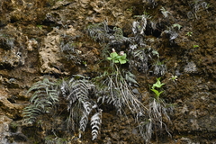 Cypripedium formosanum