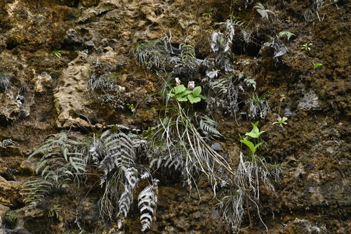 Cypripedium formosanum, photograph 3
