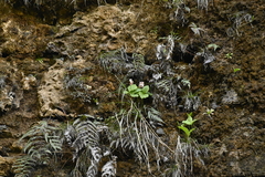 Cypripedium formosanum, photograph (c) 曾昱承 Yu-Cheng Zeng, some rights reserved (CC BY)