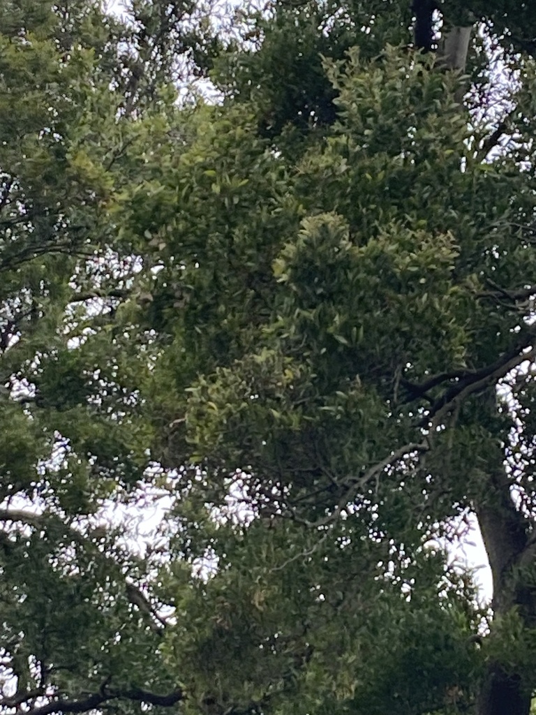 Monarch from Abberley Park, Christchurch, Canterbury, NZ on March 28 ...