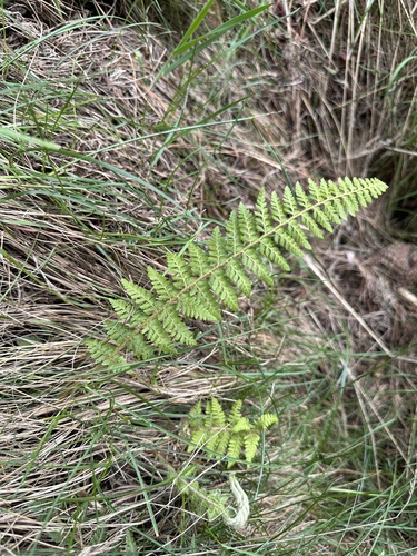 Polystichum haleakalense observed 2024-03-21