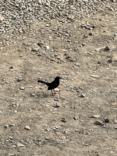 Indian Robin
