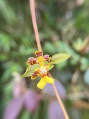 Brassia (Otoglossum)