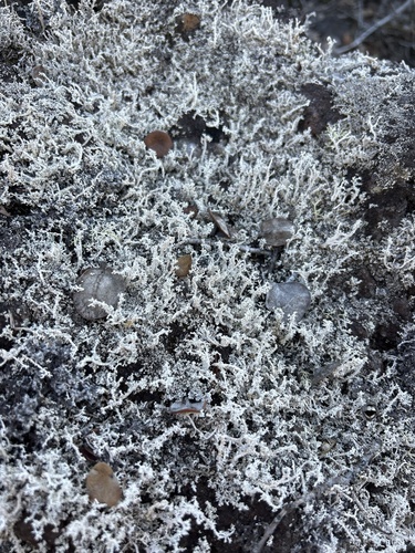 Stereocaulon vulcani observed 2024-03-27