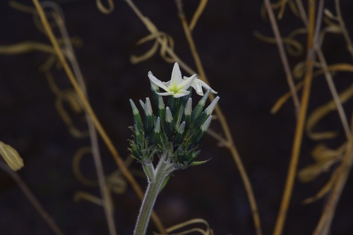Image of Amsonia palmeri by (c) Michelle W. （鍾偉瑋）, some rights reserved (CC BY)