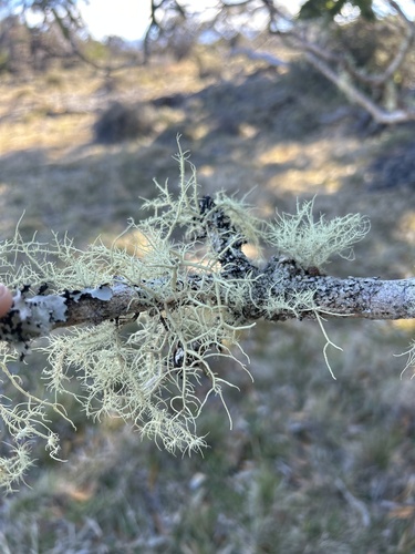 Usnea observed 2024-03-27