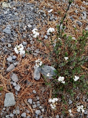 Oxylobus arbutifolius