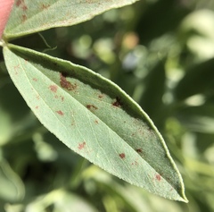 Uromyces viciae-fabae