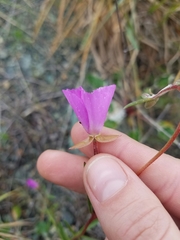 Clarkia gracilis gracilis
