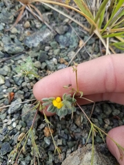 Acmispon brachycarpus
