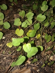 Fuchsia procumbens