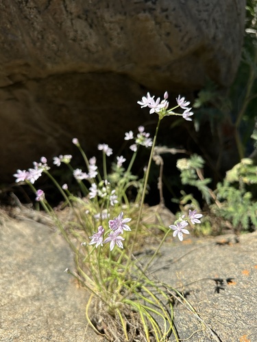 Glassy onion (Allium hyalinum)