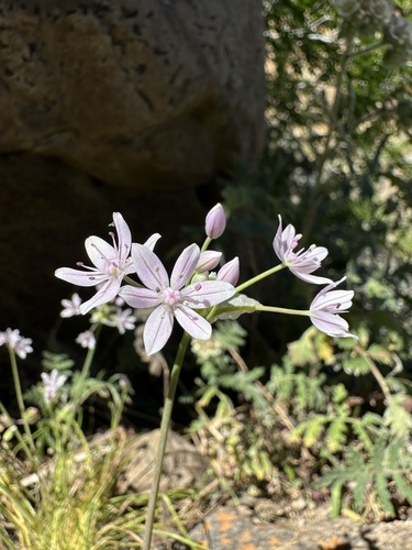 Image of Allium hyalinum by (c) Matt Berger, some rights reserved (CC BY)