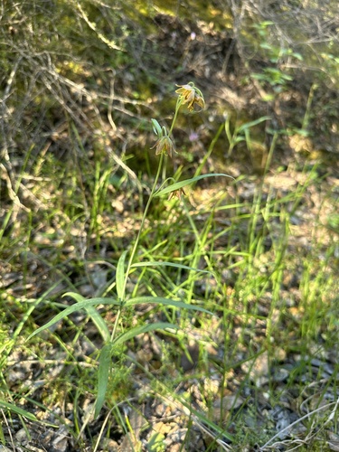 Image of Fritillaria micrantha by (c) Matt Berger, some rights reserved (CC BY)