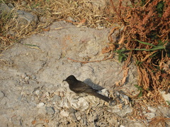 Sayornis nigricans