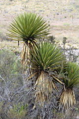 Yucca carnerosana