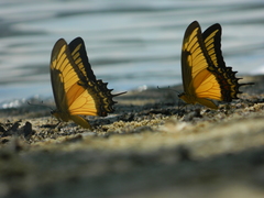 Heraclides androgeus