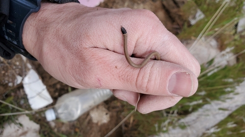 Southwestern Blackhead Snake, Tantilla hobartsmithi