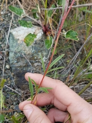 Clarkia gracilis gracilis