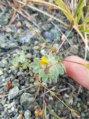 Acmispon brachycarpus