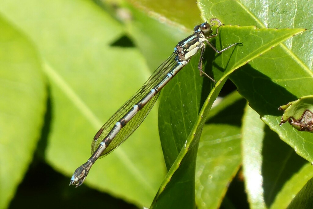 Blue Damselfly from Waikouaiti, New Zealand on March 20, 2024 at 10:53 ...