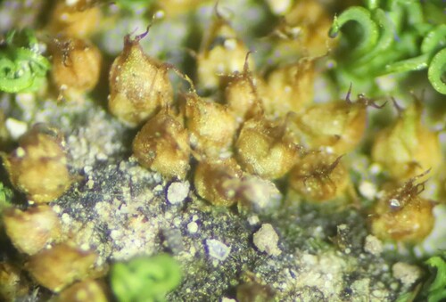 Acaulon schimperianum