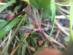 Trifolium macraei
