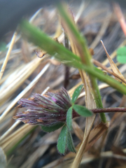Trifolium macraei