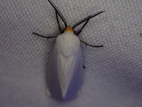 Pygarctia flavidorsalis photo 4
