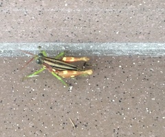 Syntomacris guttulosa