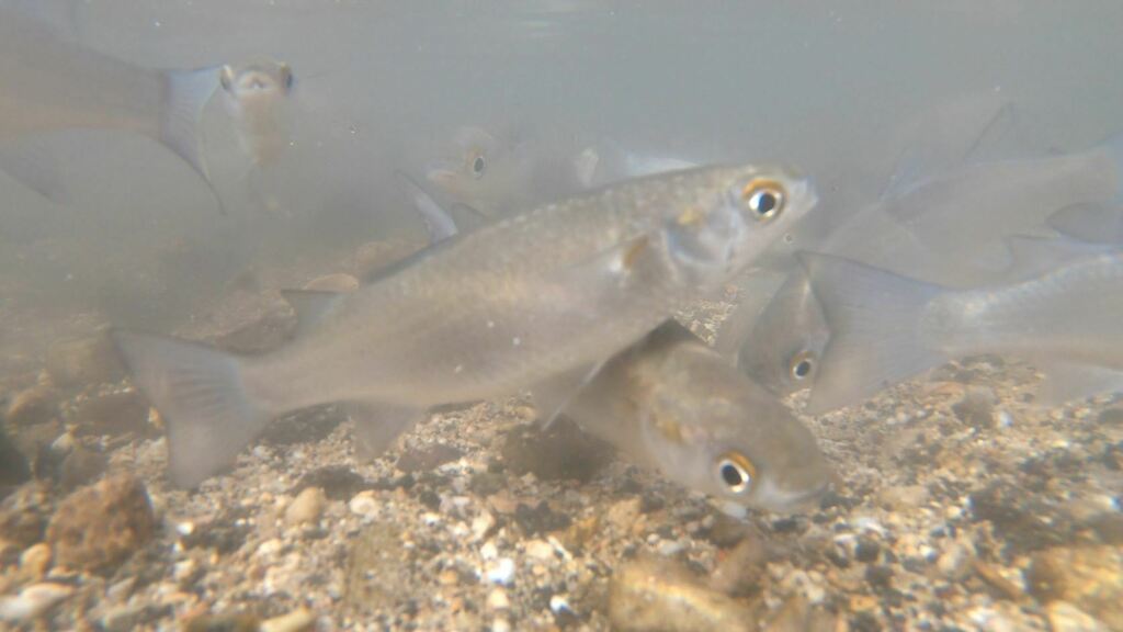 Kanda mullet (Moolgarda engeli) — Mugilidae