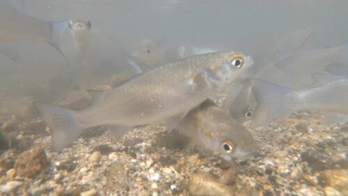 Kanda mullet (Moolgarda engeli) — Mugilidae