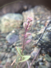 Streptanthus glandulosus pulchellus