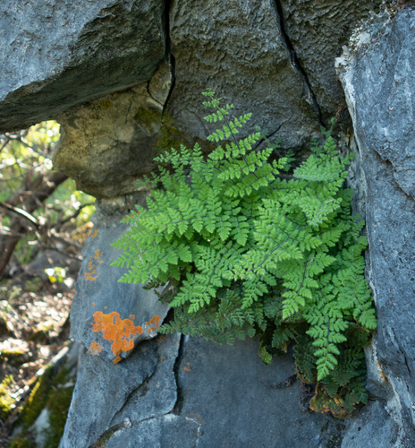 Cooper's lipfern (Cheilanthes cooperae)
