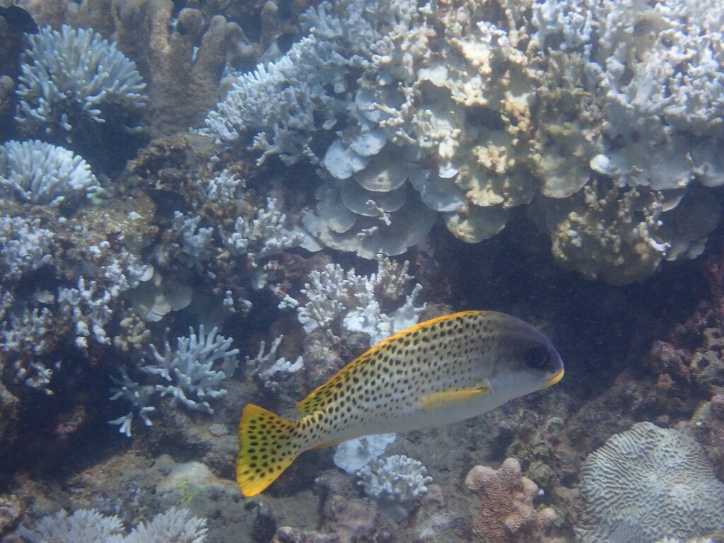 Photo of Striped Sweetlips (Plectorhinchus gaterinus)
