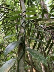 Vanilla planifolia