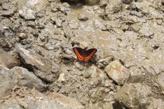 Oxeoschistus simplex