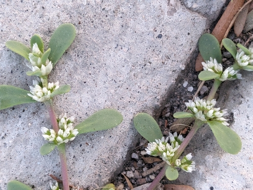 Image of Achyronychia cooperi by (c) Alan Prather, some rights reserved (CC BY)