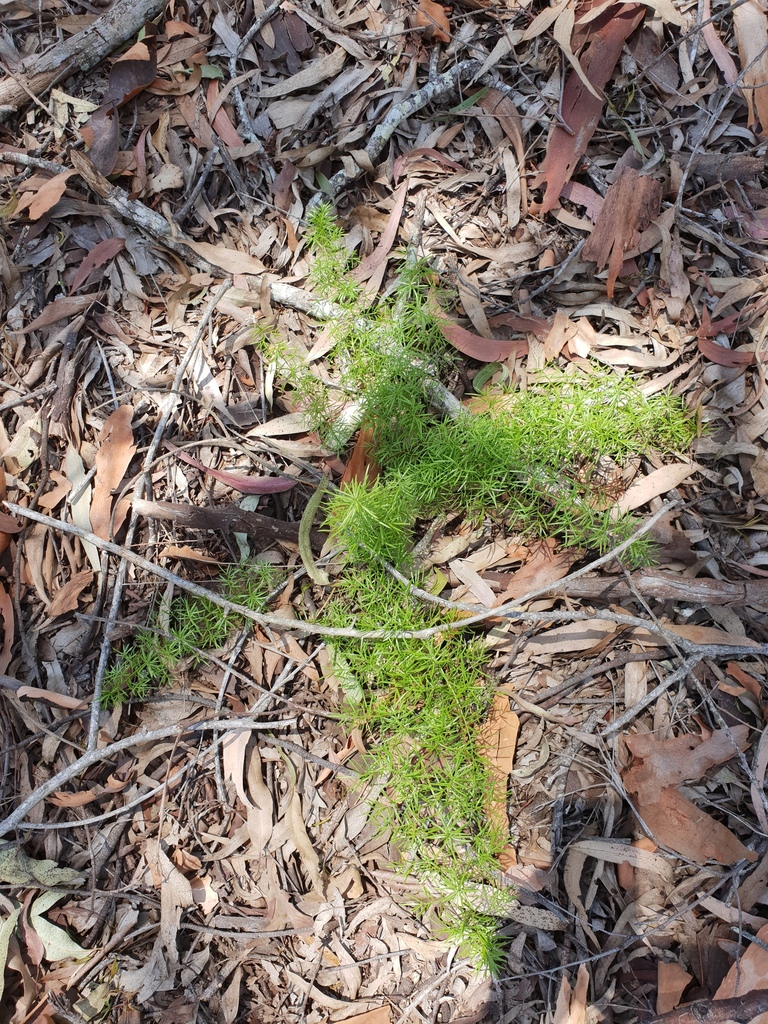 African Asparagus in November 2018 by PeterCopping · iNaturalist