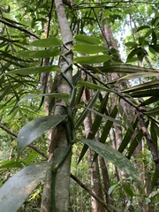 Vanilla planifolia