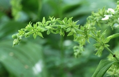 Veratrum viride viride