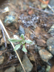Hesperevax sparsiflora