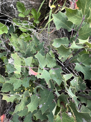 Image of Berberis dictyota by (c) Matt Berger, some rights reserved (CC BY)