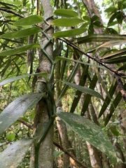 Vanilla planifolia