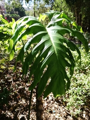 Thaumatophyllum bipinnatifidum