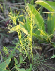Bifora americana