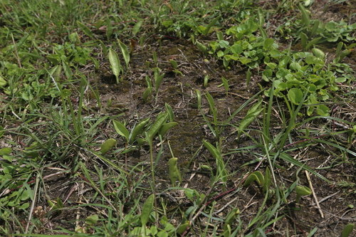 Image of Ophioglossum engelmannii by (c) Reid Hardin, some rights reserved (CC BY)