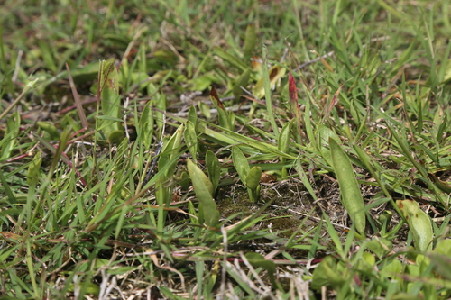 Image of Ophioglossum engelmannii by (c) Reid Hardin, some rights reserved (CC BY)