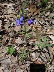 Delphinium tricorne