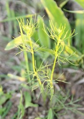 Bifora americana